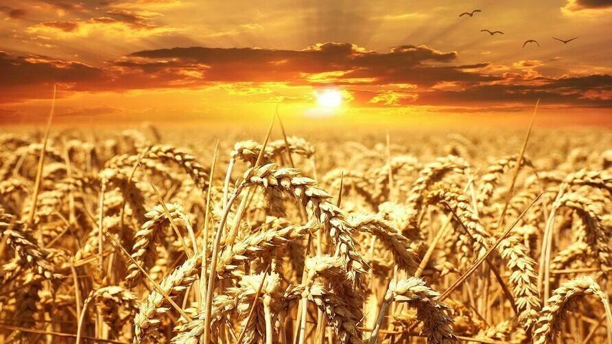 agriges-linea-petro-biofertilizante|agriges-grafico-linea-petro